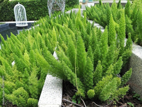 Foxtail Fern in the garden. Green plant texture background.