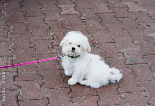 Little pet, a white shaggy dog with a leash, sits on the sidewalk
