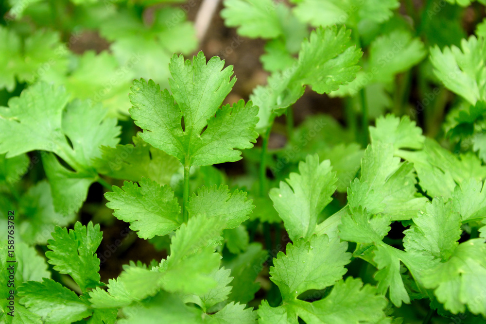 Fresh green leaves of Coriander - Coriandrum sativum.
