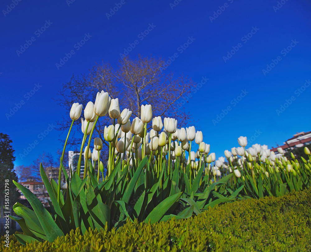 City spring view decorated with tulip