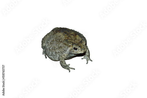 toad swelling isolated in white background