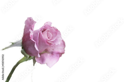 P[nk rose bloom, Isolated on white.