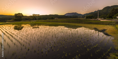 Foto Tottori Rice Fields