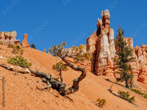  View of Bryce Canyon National Park, Utah, United States of America, North America photo