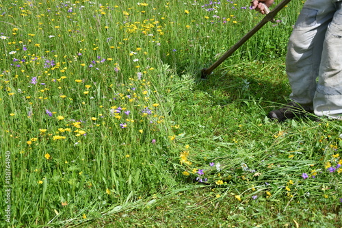 Obraz na płótnie mowing the grass traditional way with the scythe w salonie