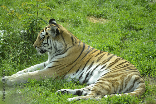 Tiger im Tierpark