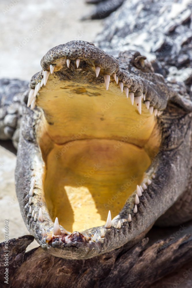 Fototapeta premium ein großes Krokodil liegt mit offenem Maul in der Sonne