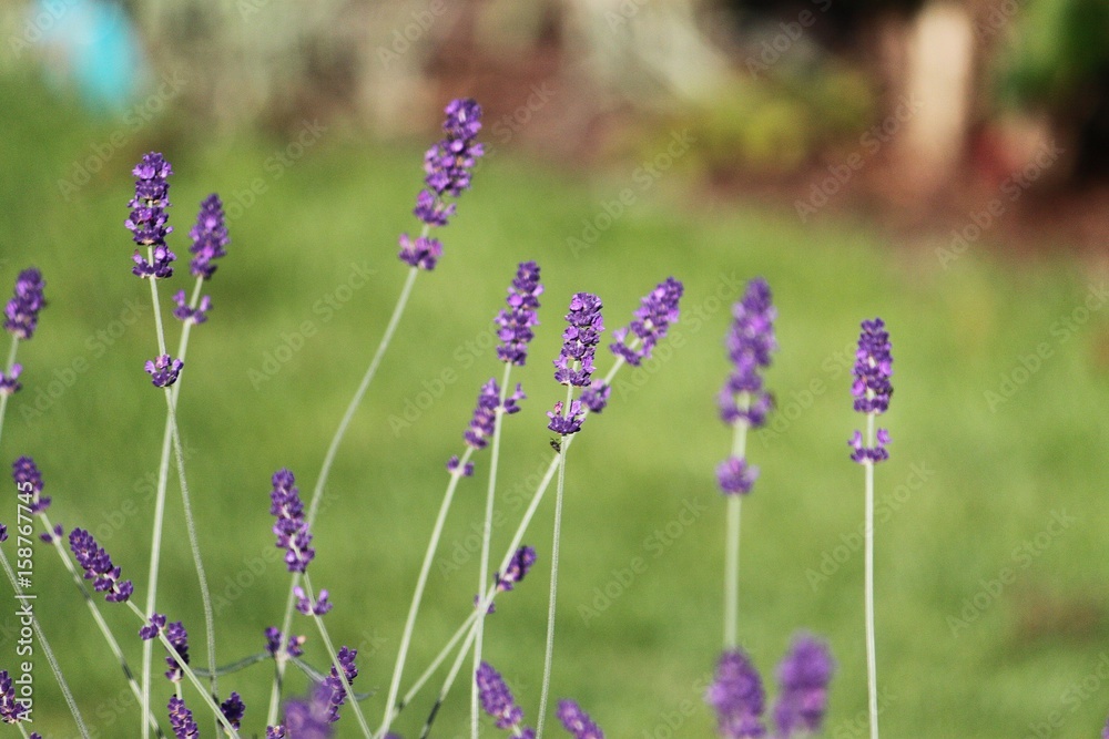 Obraz premium lavendel im garten