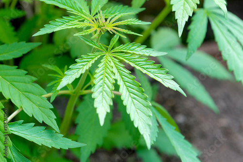 hemp leaves, top view, background image or wallpaper.