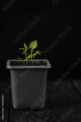 Pepper growing in a pot