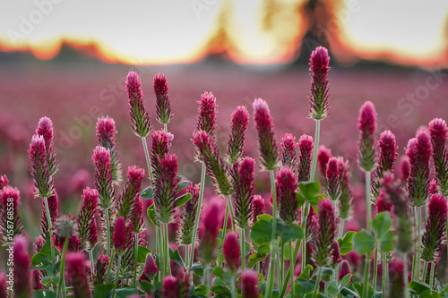 Crimson Clover | Oregon