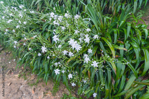wet green bushes with white lily flowers