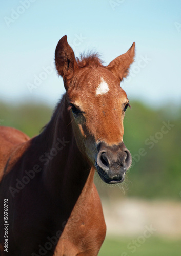 Portrait of a beautiful chestnut foal 