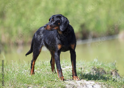 Portrait of a young female of the  Slovakian hound standing on the bank of the lake