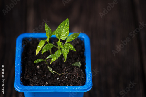 Pepper growing in a pot