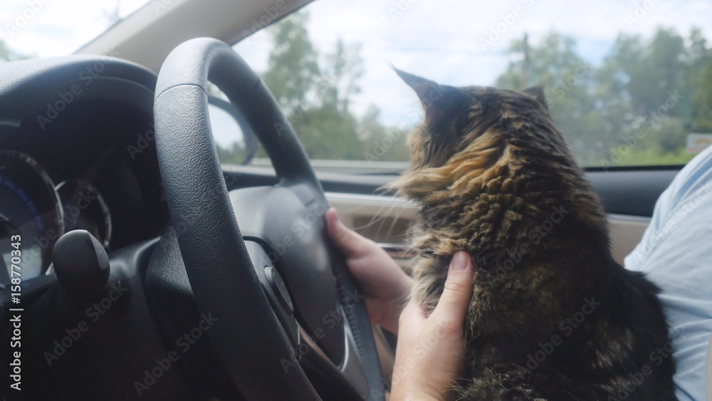 Maine Coon cat traveling with a host in car. Stock 写真 Adobe Stock