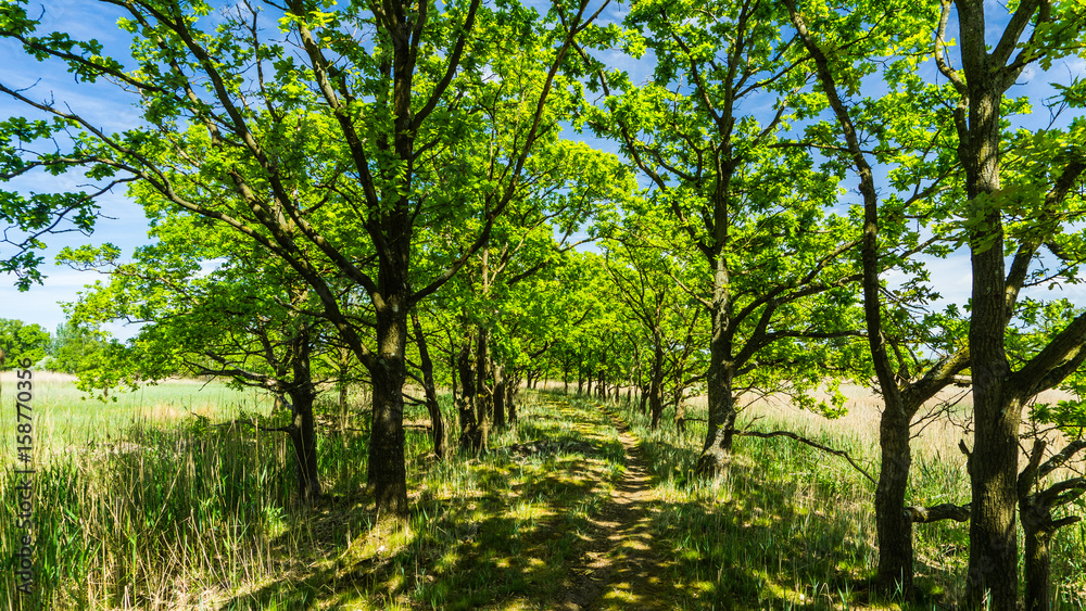 Fototapeta premium hiking path - landscape