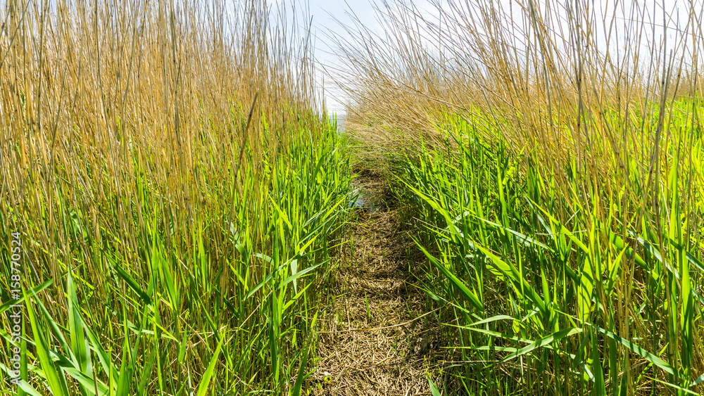 path through the reed grass path through the reed grass