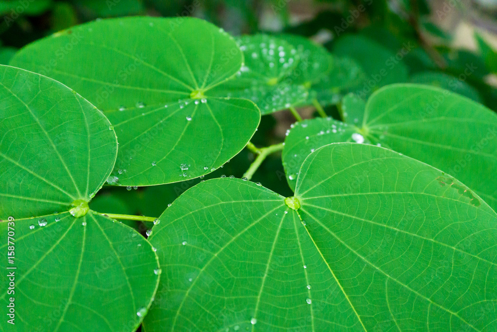 Drops on leaves after rain Drops on leaves after rain