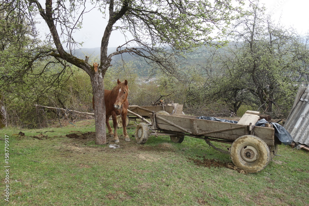 Obraz premium The Carpathian horse