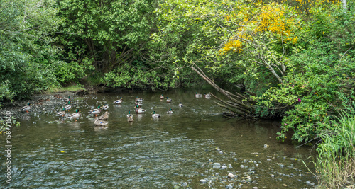 Canvas-taulu Ducks In Creak 2
