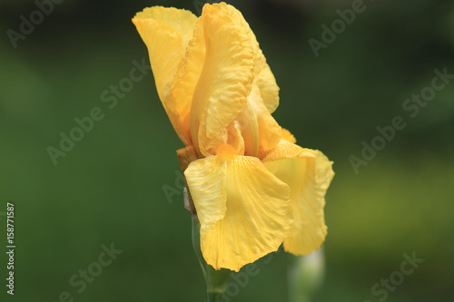 Fototapeta Naklejka Na Ścianę i Meble -  Golden iris on a background of blurred green...