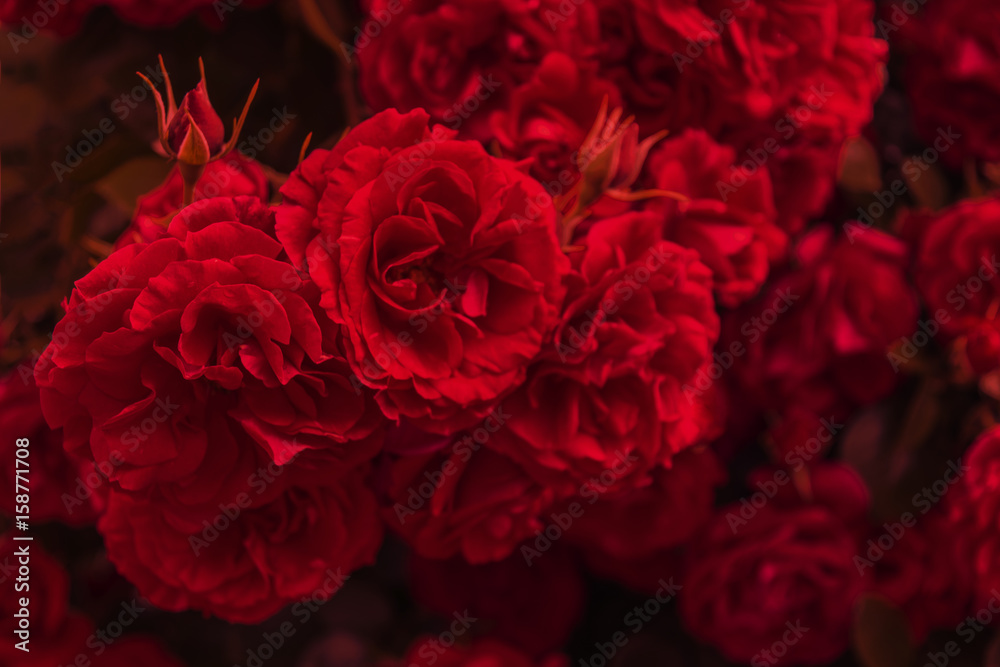 Naklejka premium Rote Rosen