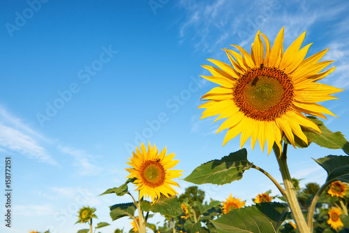 Beautiful sunflower blossoms