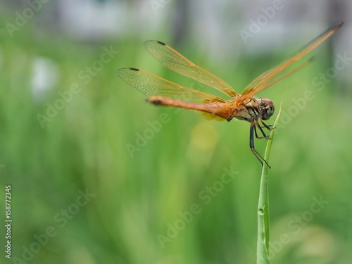 Beautiful nature scene, the dragonfly on green glass with green garden in background.