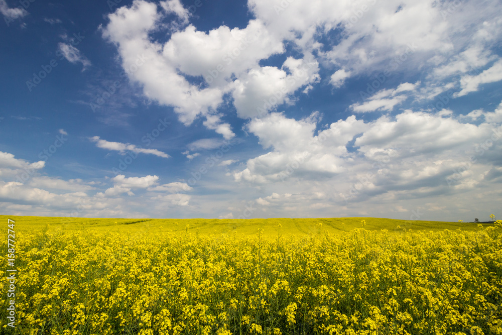 rape field and clouds in the sky