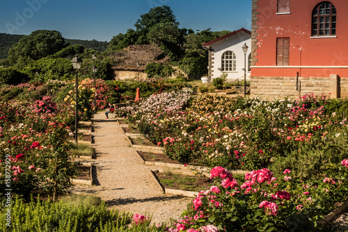 Fantastic Park of Roses in Trieste