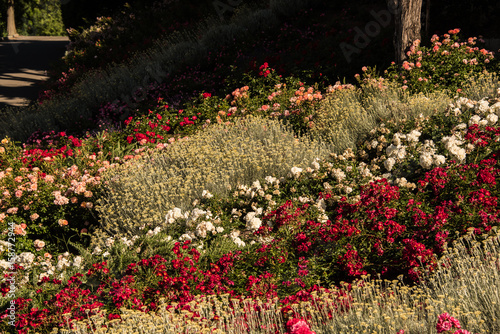 Fantastic Park of Roses in Trieste