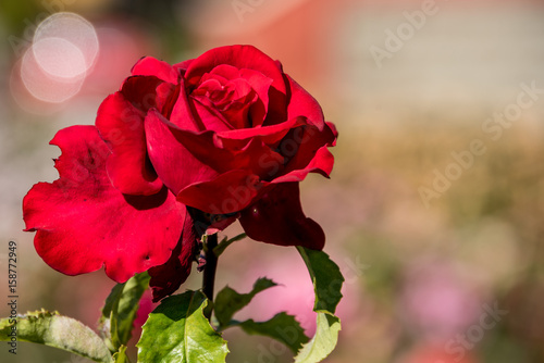 Fantastic Park of Roses in Trieste