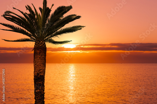 Sonnenuntergang mit Palme photo