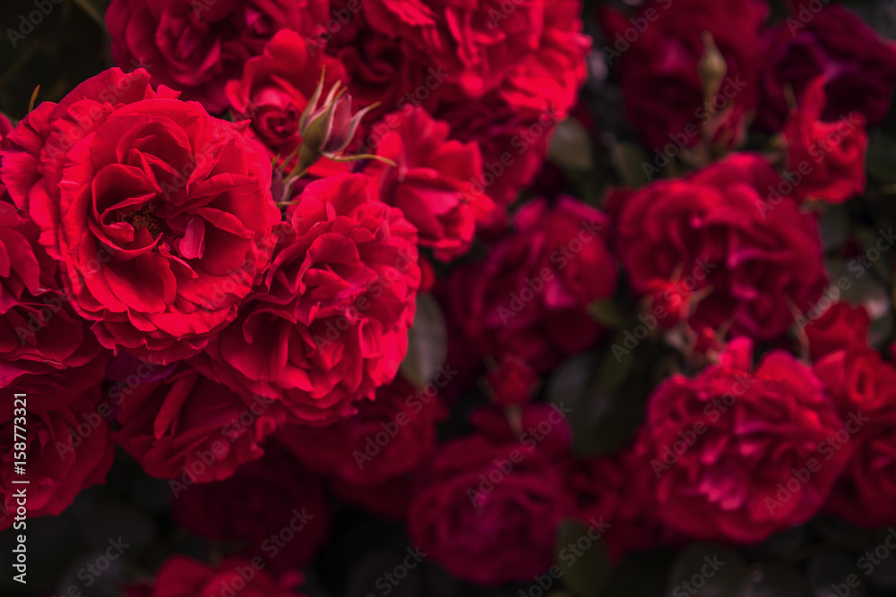 Rote Rosen