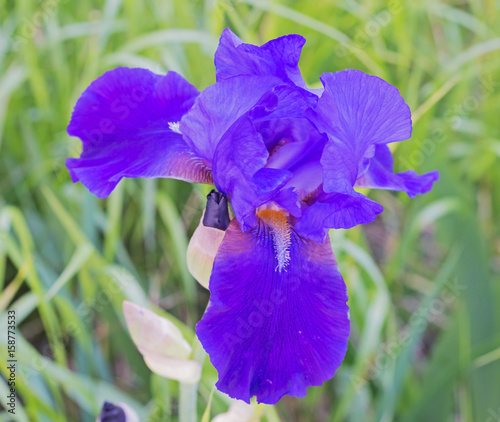 Fototapeta Naklejka Na Ścianę i Meble -  violet iris flower