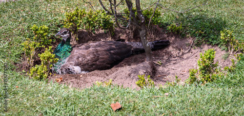 Weiblicher Blauer Pfau - Pavo Cristatus photo