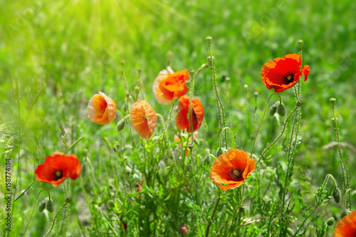 Poppy flowers isolated on green.