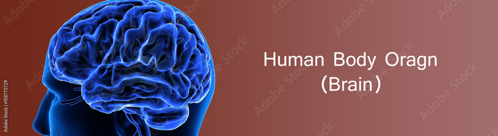 3d illustration human body brain of a human body part
3d illustration human body brain of a human body part