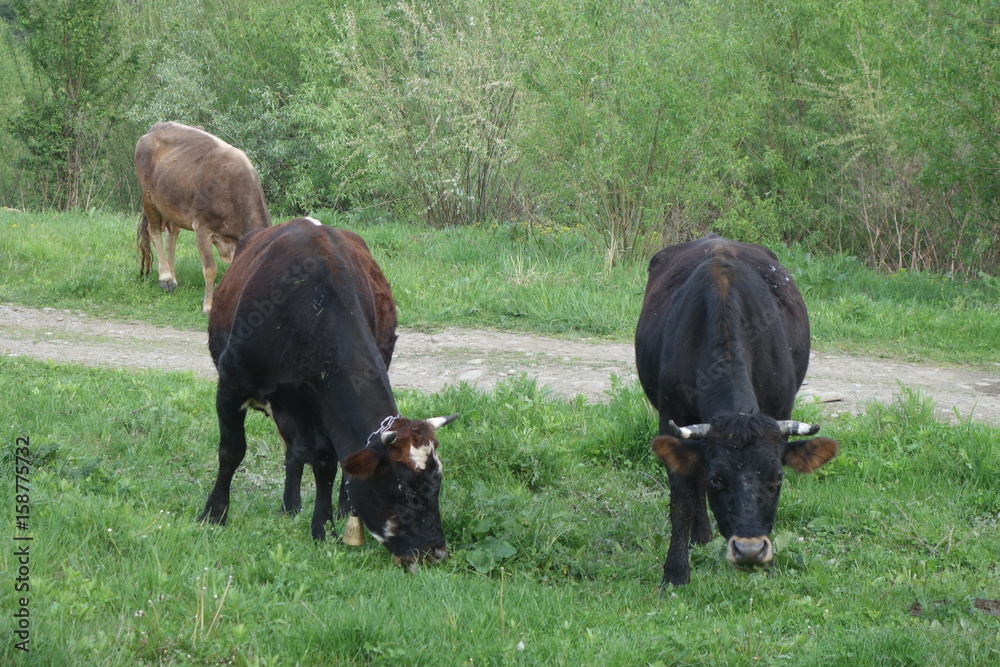 Cows graze the grass. Transcarpathia