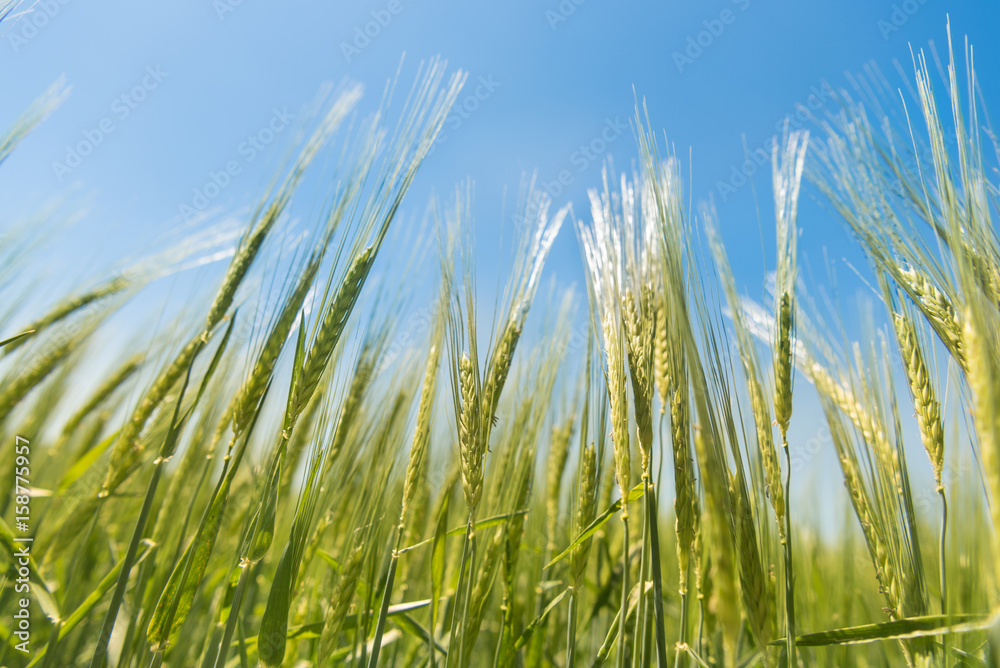 Gerstenfeld vor blauem Himmel