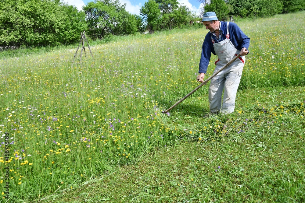 mowing the grass traditional way with the scythe