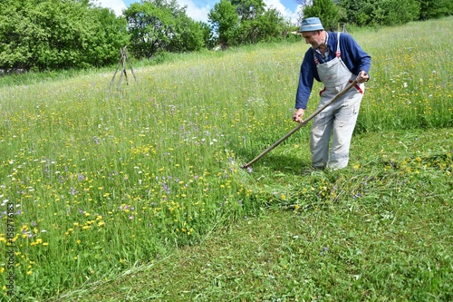 Obraz na płótnie mowing the grass traditional way with the scythe w salonie