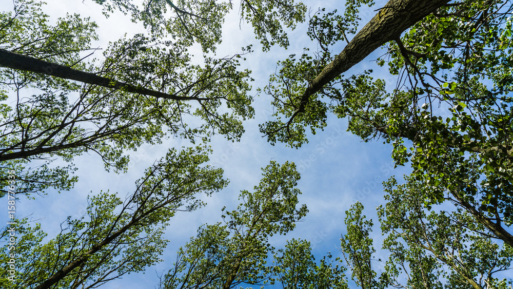 Fototapeta premium treetops