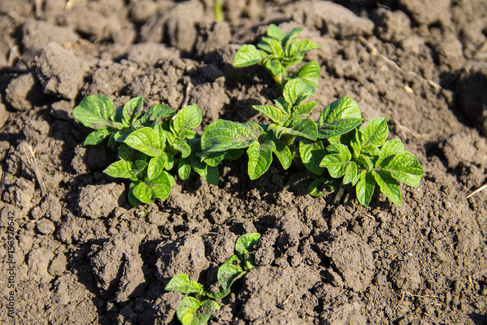 Young potato plant growing on the vegetable garden Young potato plant growing on the vegetable garden