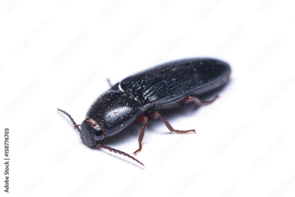 Click beetle or spring beetle isolated on white background. Click beetle or spring beetle isolated on white background.