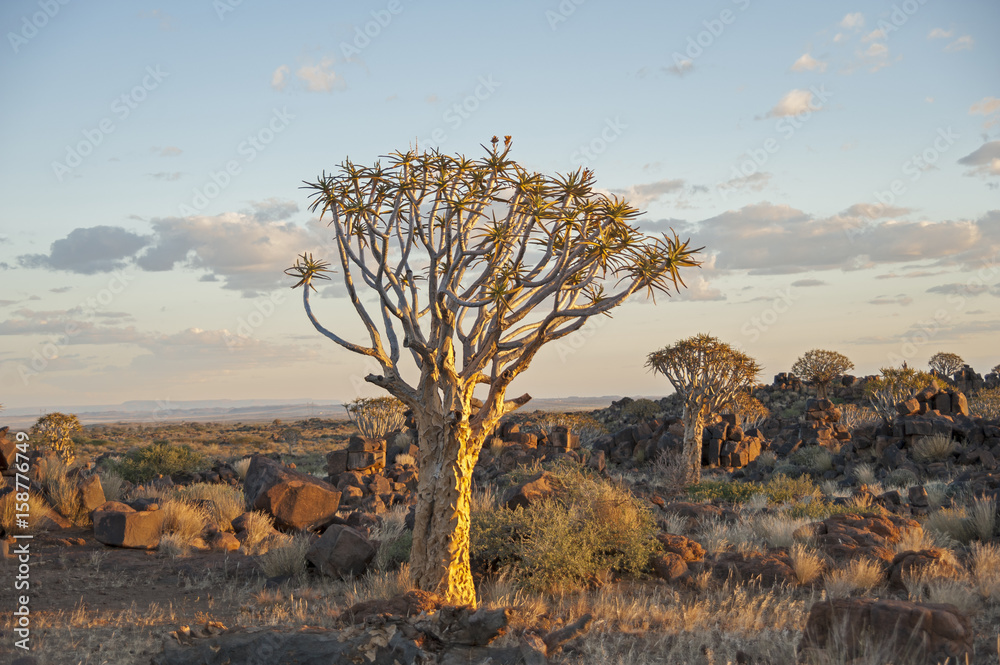 Naklejka premium Namibia