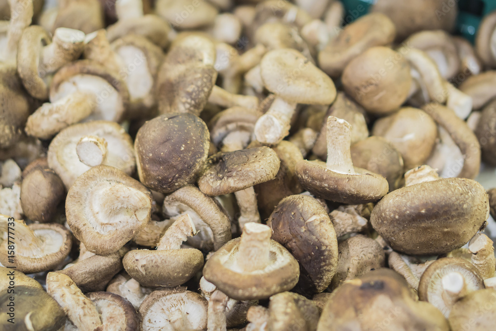 Fresh Shiitake Mushrooms at Southeast Asian Farmers Market CloseupDried Shiitake Mushrooms (Lentinula edodes), Shiitake fresh, Black Mushroom, Lentinus edodes (Berk.) sing,selective focus. Fresh Shiitake Mushrooms at Southeast Asian Farmers Market CloseupDried Shiitake Mushrooms (Lentinula edodes), Shiitake fresh, Black Mushroom, Lentinus edodes (Berk.) sing,selective focus.