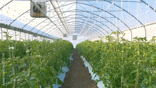 Growing tomato on an industrial scale,in the greenhouse.  