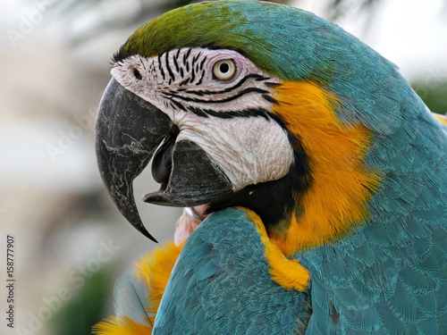 Close up of a parrot’s face and head, side view